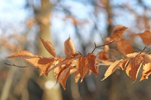 Beech Leaves In Fall